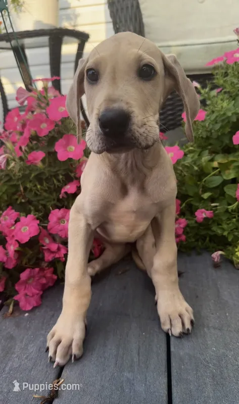 Snickerdoodle – Great Dane puppy for sale in Haddonfield, NJ