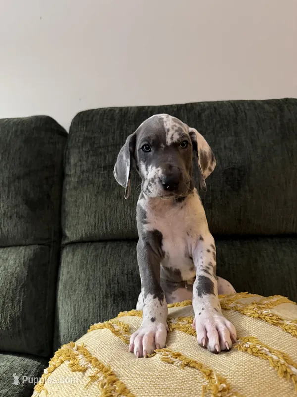 Princess – Great Dane puppy for sale in Haddonfield, NJ