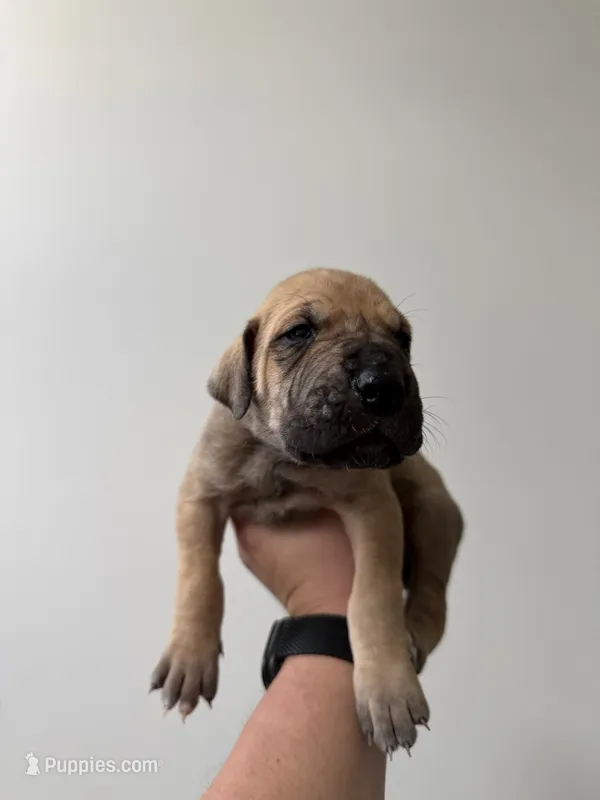 Cookie – Great Dane puppy for sale in Haddonfield, NJ