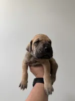 Cookie, a female Great Dane for sale in Haddonfield, NJ – 1 of 2