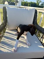 Vanilla, a female Great Dane for sale in Haddonfield, NJ – 4 of 6