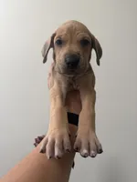 Honey, a female Great Dane for sale in Haddonfield, NJ – 2 of 2