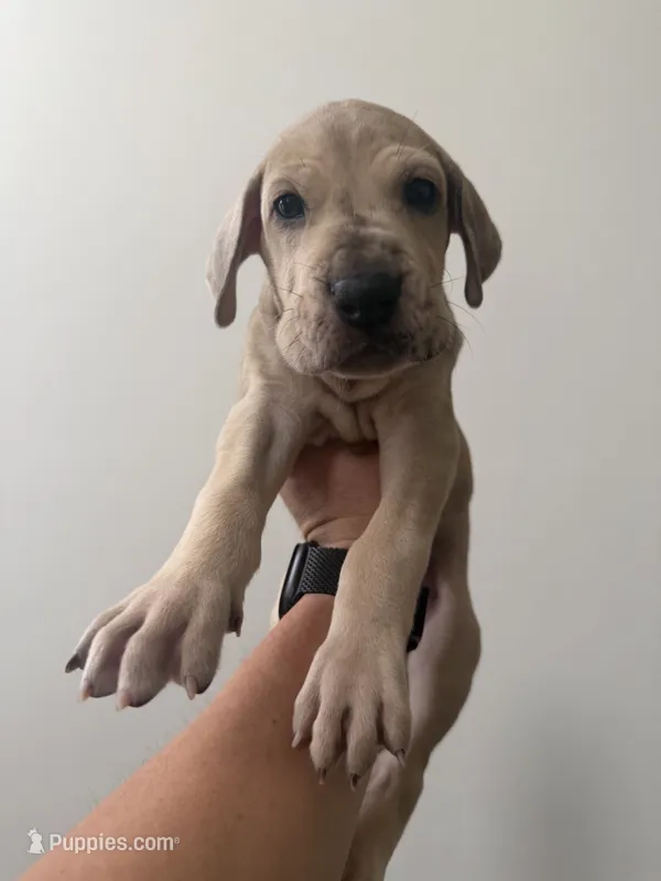 Snickerdoodle – Great Dane puppy for sale in Haddonfield, NJ