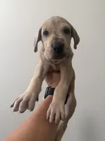 Snickerdoodle, a female Great Dane for sale in Haddonfield, NJ – 1 of 2