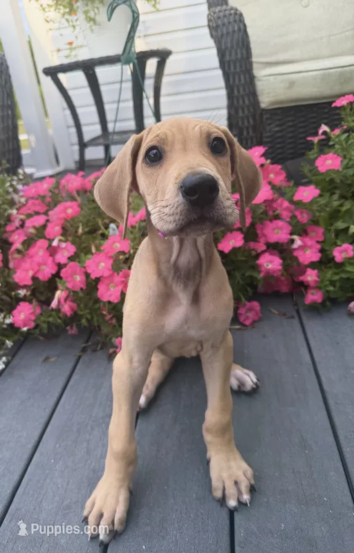 Honey – Great Dane puppy for sale in Haddonfield, NJ