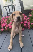 Honey, a female Great Dane for sale in Haddonfield, NJ – 4 of 9
