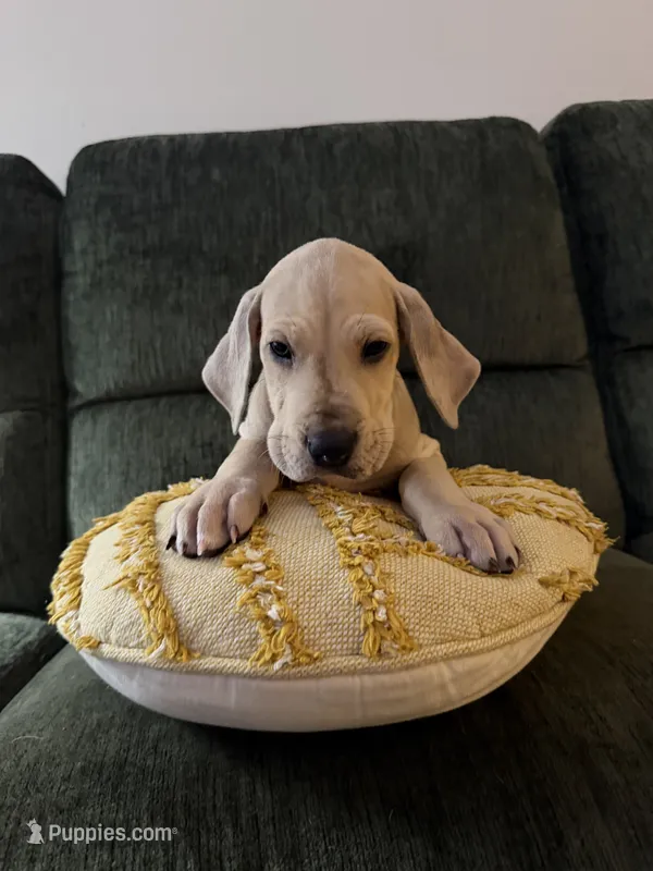 Snickerdoodle – Great Dane puppy for sale in Haddonfield, NJ
