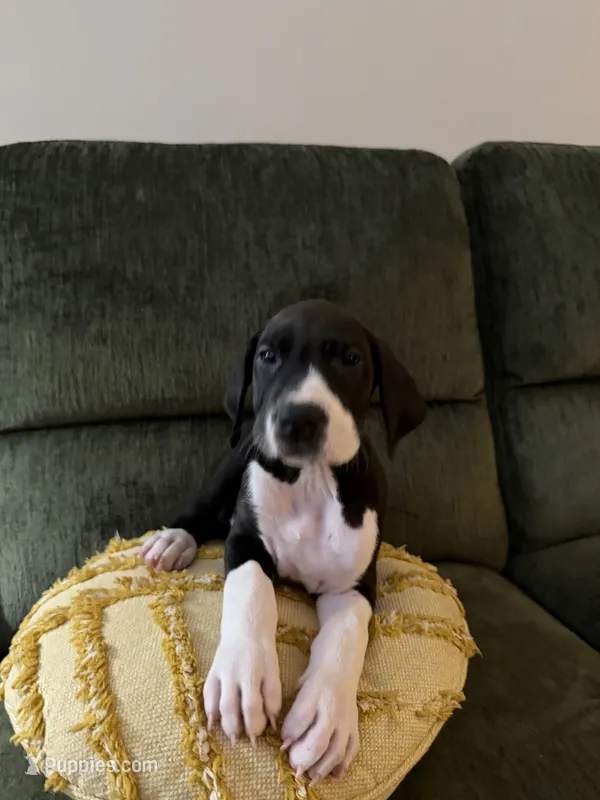 Vanilla – Great Dane puppy for sale in Haddonfield, NJ