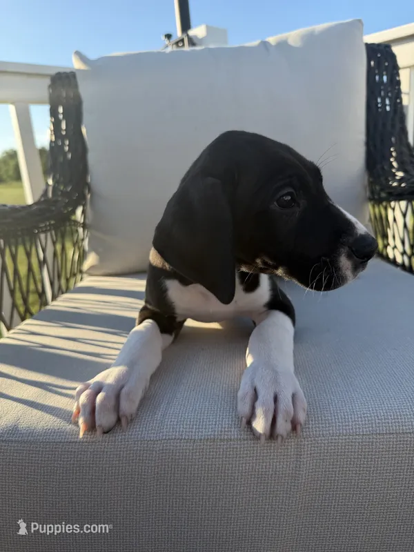 Vanilla – Great Dane puppy for sale in Haddonfield, NJ