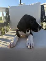 Vanilla, a female Great Dane for sale in Haddonfield, NJ – 2 of 6