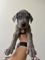 Cookie Monster, a male Great Dane for sale in Haddonfield, NJ – 2 of 2