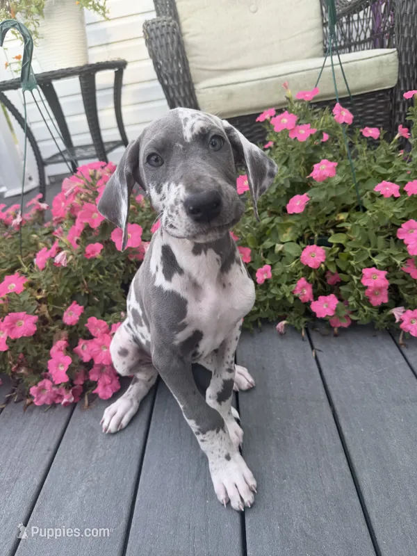 Princess – Great Dane puppy for sale in Haddonfield, NJ