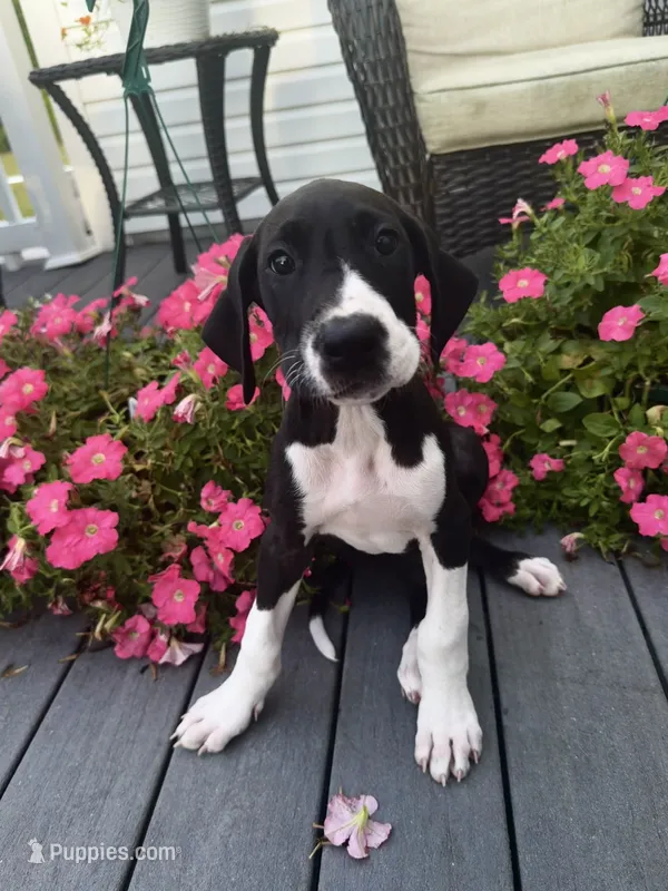 Vanilla – Great Dane puppy for sale in Haddonfield, NJ