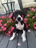 Vanilla, a female Great Dane for sale in Haddonfield, NJ – 1 of 6