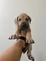 Cookie, a female Great Dane for sale in Haddonfield, NJ – 2 of 2