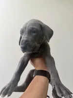 Drake, a male Great Dane for sale in Haddonfield, NJ – 2 of 2