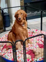 Golden retriever puppy Peaches darker color girl, a female Golden Retriever for sale in Pace, FL – 4 of 10