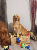 Golden Retriever Pennys girl 1, a female Golden Retriever for sale in Pace, FL – 4 of 10