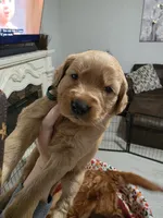 Golden Retriever Boy Peaches Boy dark green collar , a male Golden Retriever for sale in Pace, FL – 4 of 10