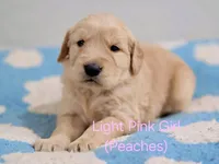 Akc Golden Retriever pink collar girl, a female Golden Retriever for sale in Pace, FL – 1 of 9