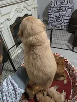 Golden Retriever Boy Peaches Boy dark green collar , a male Golden Retriever for sale in Pace, FL – 10 of 10