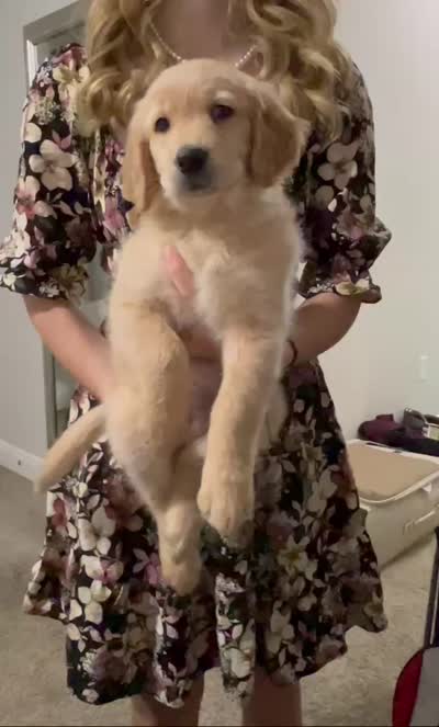 AKC Gray Collar Boy Golden Retriever puppy , a male Golden Retriever for sale in Pace, FL – 2 of 8
