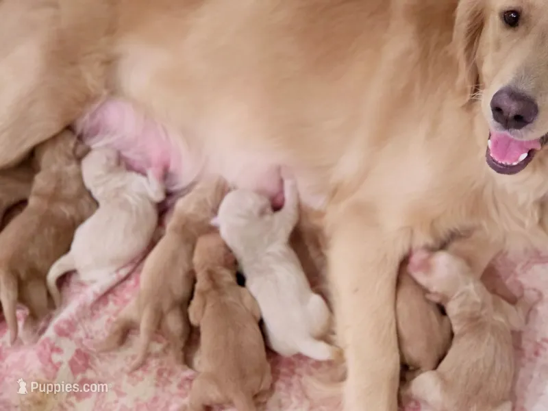 Golden Retriever Boy Honeys litter  – Golden Retriever puppy for sale in Pace, FL
