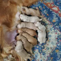 Golden Retriever Boy Peaches Litter, a male Golden Retriever for sale in Pace, FL – 3 of 5