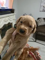 Golden Retriever Boy Peaches Boy dark green collar , a male Golden Retriever for sale in Pace, FL – 3 of 10
