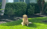 Golden retriever puppy Peaches darker color girl, a female Golden Retriever for sale in Pace, FL – 5 of 10