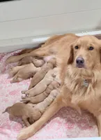 Golden Retriever Pennys girl 1, a female Golden Retriever for sale in Pace, FL – 9 of 10