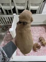 Golden Retriever Penny's brown collar boy, a male Golden Retriever for sale in Pace, FL – 3 of 10