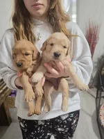 Golden Retriever Girl Peaches girl 1 (Lighter), a female Golden Retriever for sale in Pace, FL – 1 of 8