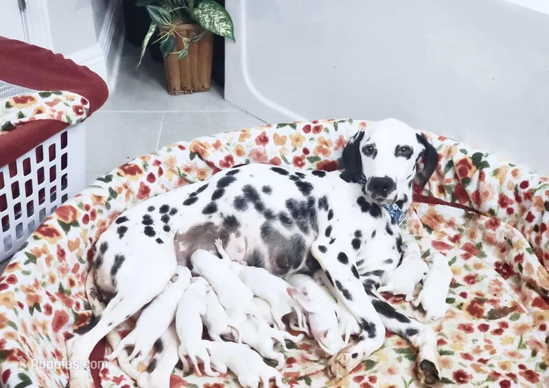 Akc Dalmatian Ready Easter