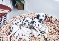 Akc Dalmatian Ready Easter, a female Dalmatian for sale in Pace, FL – Photo 1 of 10