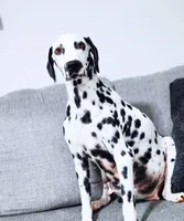 Akc Dalmatian Ready Easter, a female Dalmatian for sale in Pace, FL – Photo 5 of 10