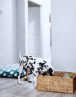 Akc Dalmatian Ready Easter, a female Dalmatian for sale in Pace, FL – Photo 4 of 10