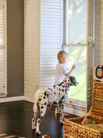 Akc Dalmatian Ready Easter, a female Dalmatian for sale in Pace, FL – Photo 8 of 10