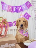 Golden Retriever Pennys girl 1, a female Golden Retriever for sale in Pace, FL – 7 of 10