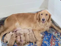 Golden Retriever Pennys girl 1, a female Golden Retriever for sale in Pace, FL – 8 of 10