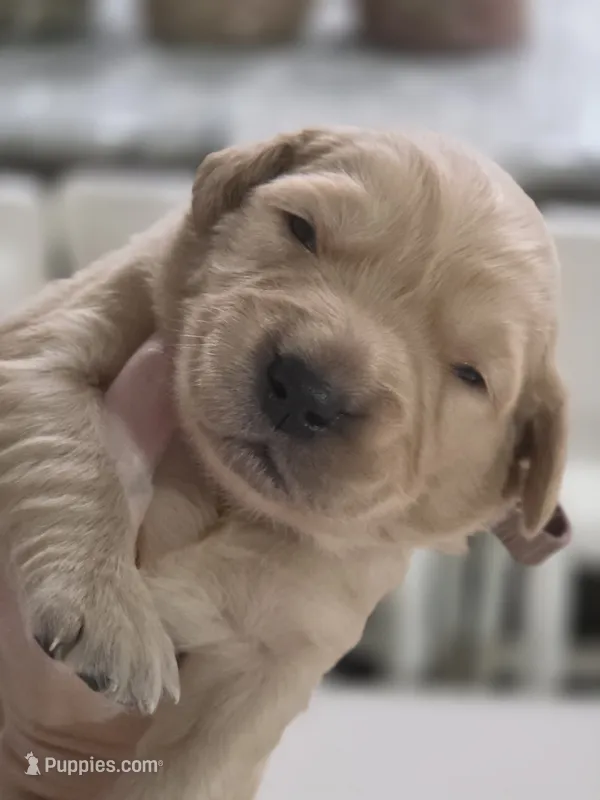 Golden Retriever Penny's brown collar boy – Golden Retriever puppy for sale in Pace, FL