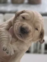 Golden Retriever Penny's brown collar boy, a male Golden Retriever for sale in Pace, FL – 1 of 10