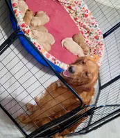 Golden retriever puppy Peaches darker color girl, a female Golden Retriever for sale in Pace, FL – 6 of 10