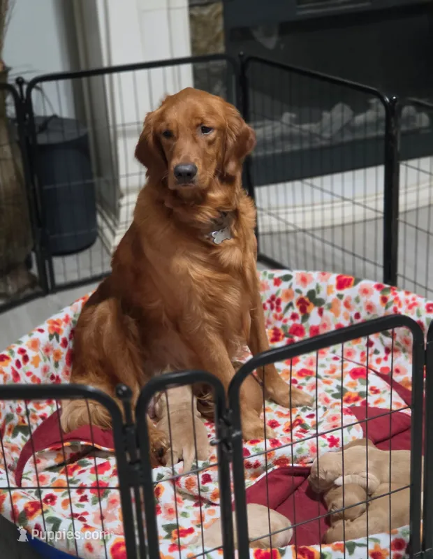 Golden Retriever Girl Peaches Litter – Golden Retriever puppy for sale in Pace, FL