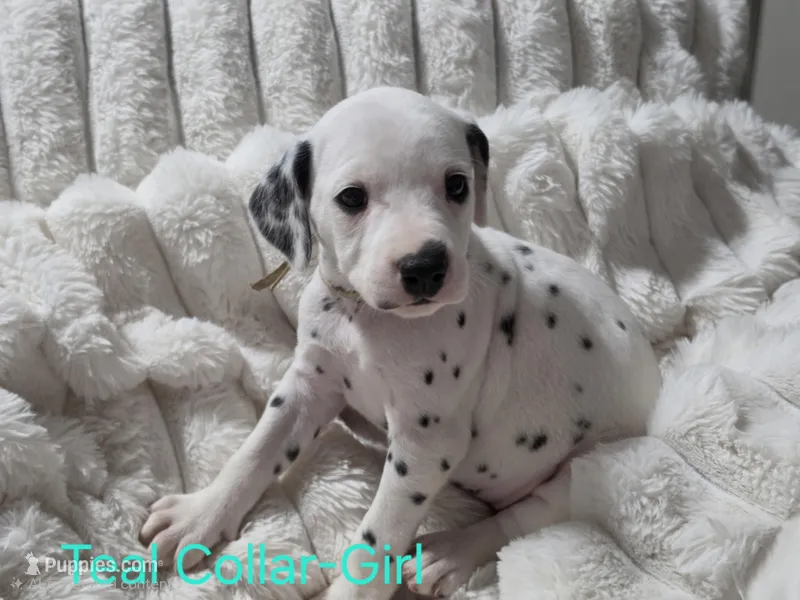 Akc Dalmatian READY EASTER – Dalmatian puppy for sale in Pace, FL
