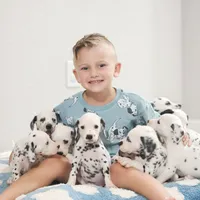 Akc Dalmatian READY EASTER, a female Dalmatian for sale in Pace, FL – Photo 3 of 10