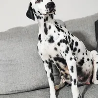 Akc Dalmatian READY EASTER, a female Dalmatian for sale in Pace, FL – Photo 6 of 10