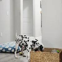 Akc Dalmatian READY EASTER, a female Dalmatian for sale in Pace, FL – Photo 9 of 10