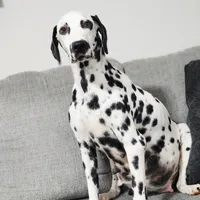 Akc Dalmatian READY EASTER, a female Dalmatian for sale in Pace, FL – Photo 5 of 10