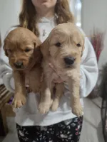 Golden Retriever Girl Peaches girl 1 (Lighter), a female Golden Retriever for sale in Pace, FL – 6 of 8